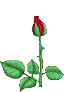 bloomingrose.gif