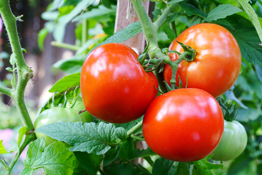 Beware of Raw Food Dangers
