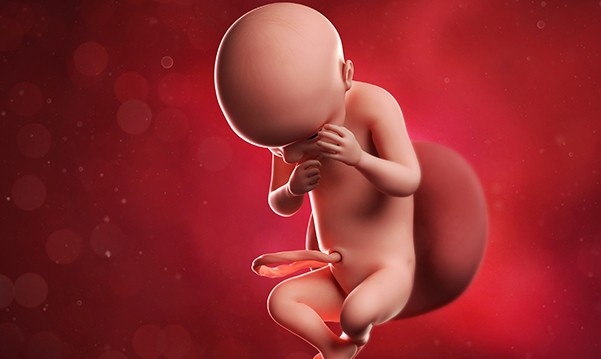 14 Weeks Pregnant Indusladiescom