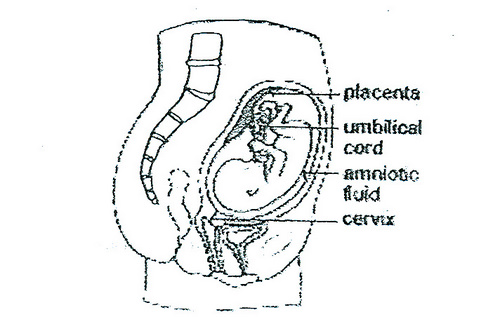 Understanding The Umbilical Cord