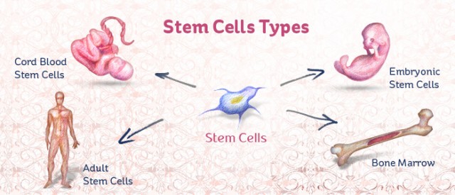 Different Types of Stem Cells