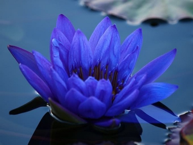 3bluewaterlily