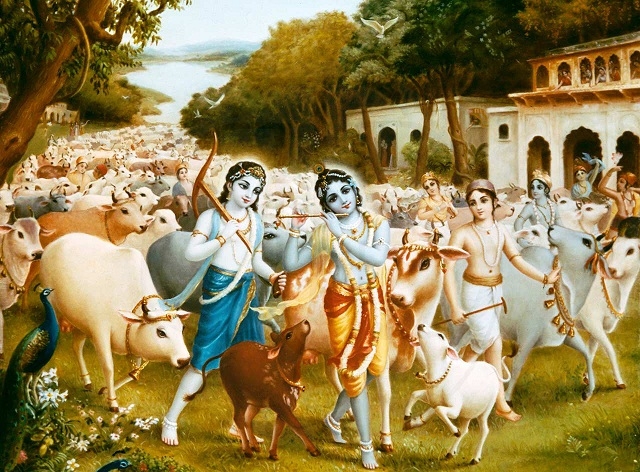 7krishna-cows