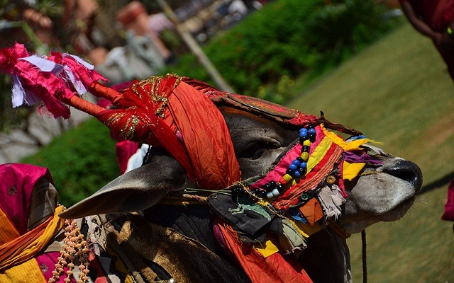 maatu_pongal