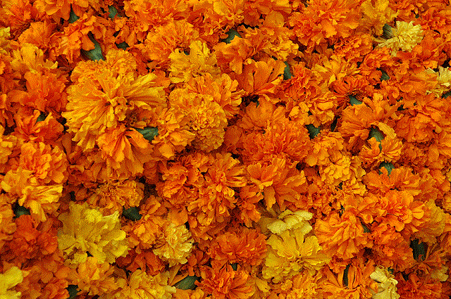 marigolds_1377921274