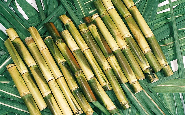 sugarcane